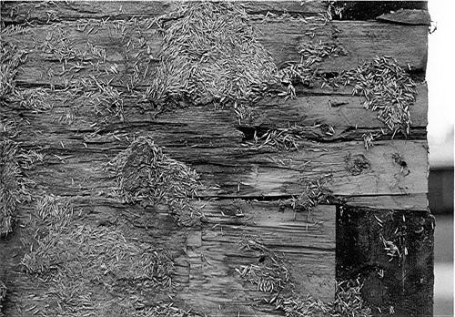 View from the outside of the Vital Violette House shows a layer of buckwheat chaff attached to squared logs; this layer of chaff was apparently an insulating filler between the logs (pièces) and the vertical plank covering (planches debout). 