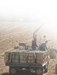 Barrels of hand-picked potatoes are picked up by truck at the J.A. & R. Farm in St. Francis, 1995.  Photographer, Paula Lerner,   2003.