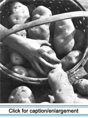 A basketful of Green Mountain potatoes, October 1940.